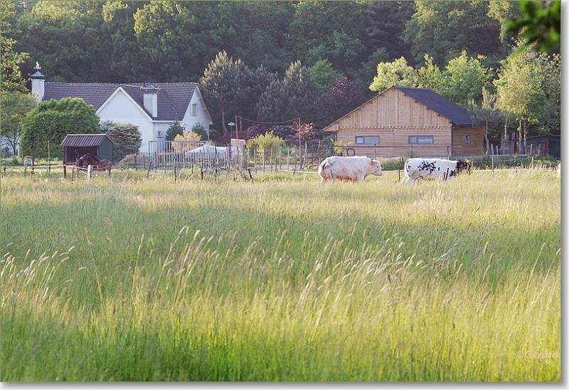 Zomerse Verkensbos.JPG - Zomerse Verkensbos